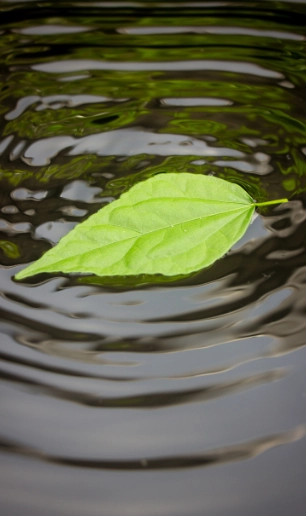 hoja de un arbol flotando en agua limpia